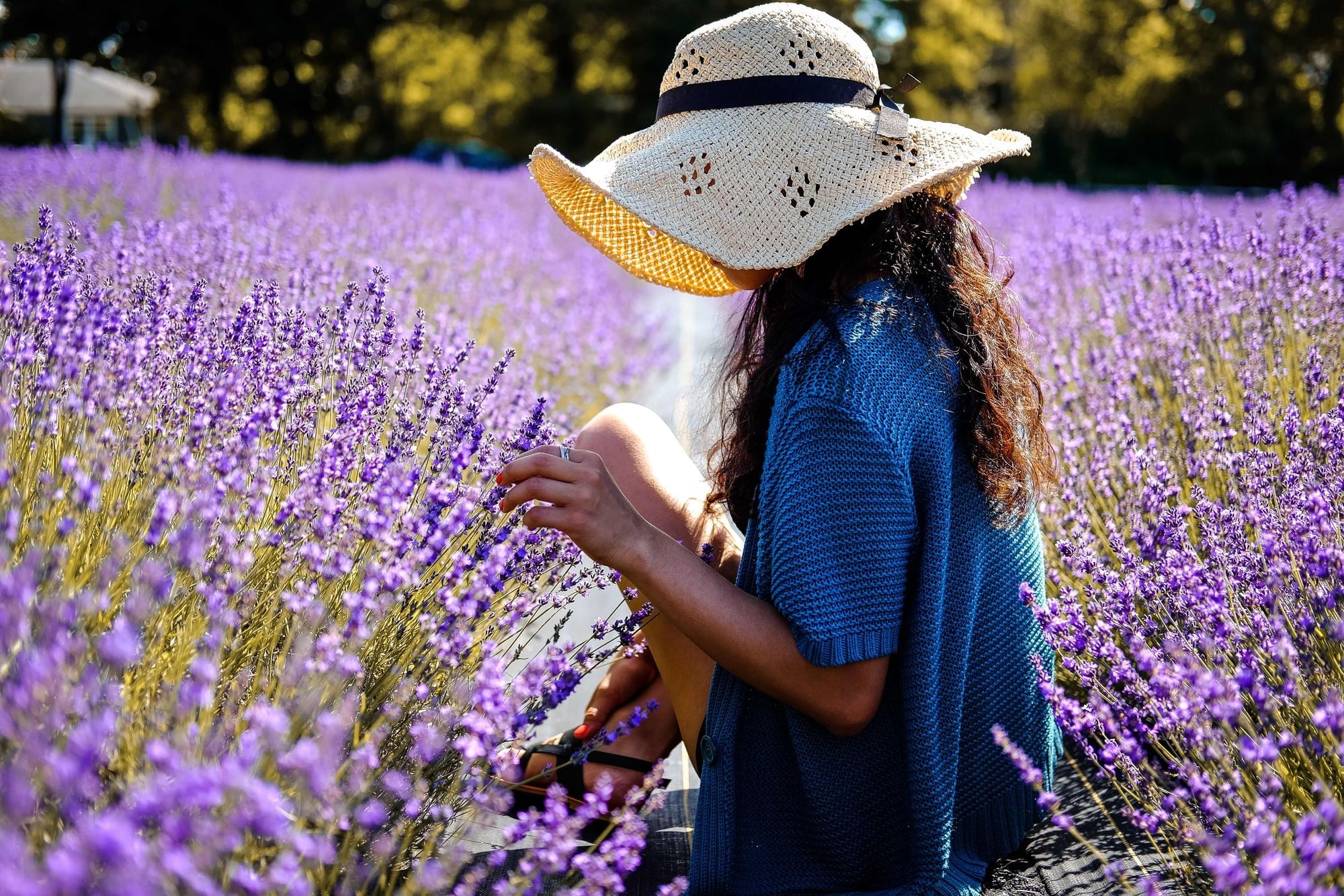 Une dame dans le champ de lavande près des Oceania Hotels